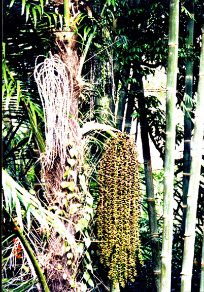 1 palm fruit and bamboo on Soro road