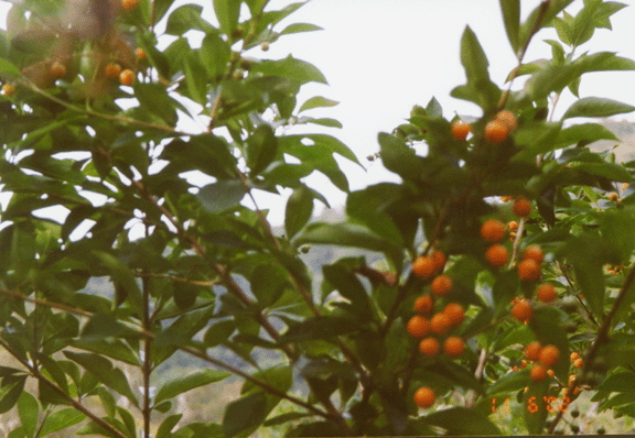10 coffee growing along Soro road
