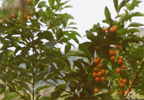 10 coffee growing along Soro road