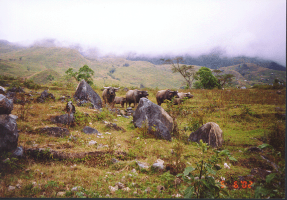 22 approaching water buffalos